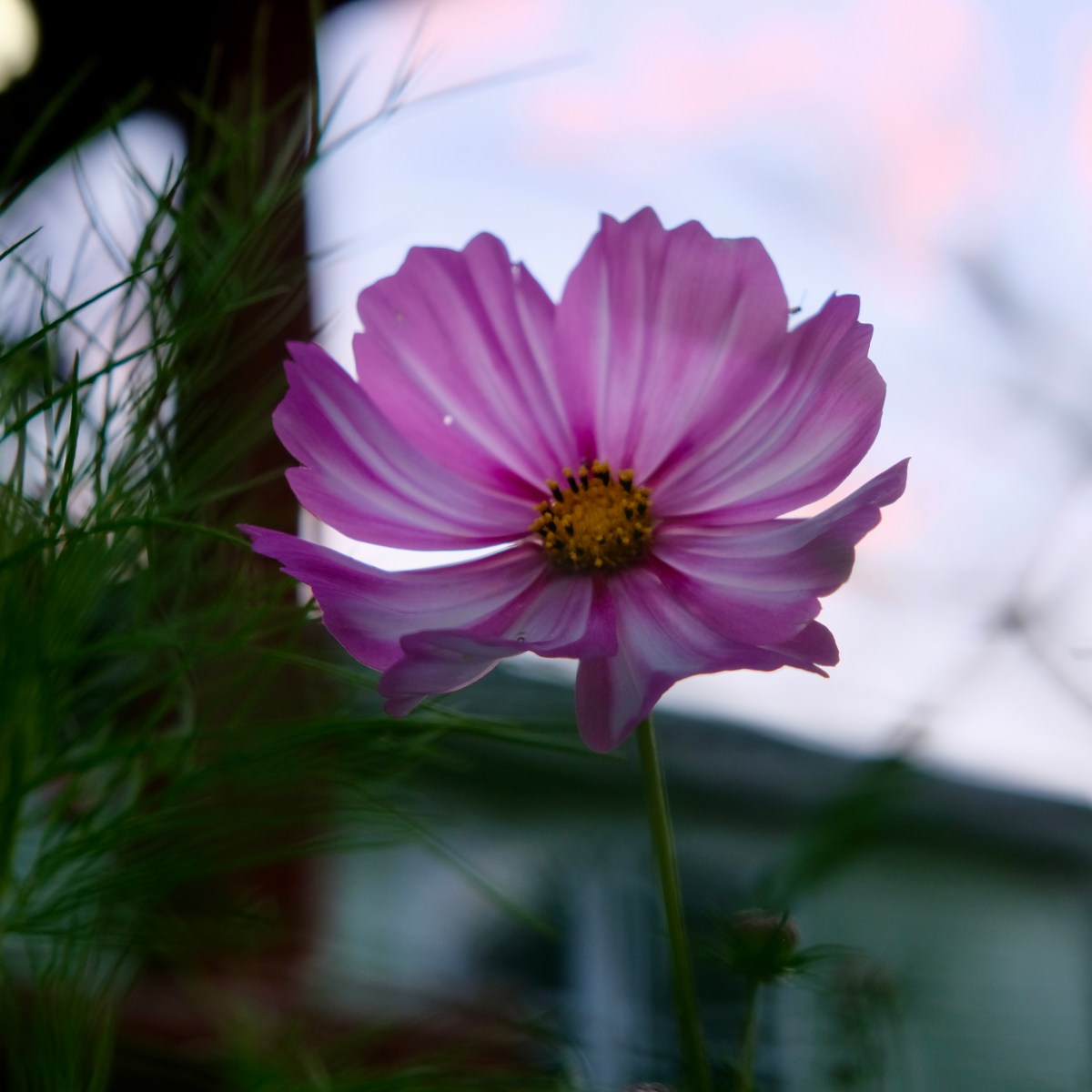West Virginia Summer: A fleeting evening in&nbsp;Photos